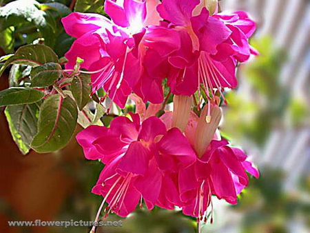 FUCHSIA - flower, bloom, pretty, plant