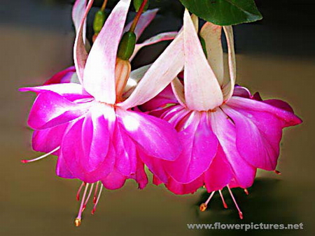 FUCHSIA - blooms, flower, pink, pretty