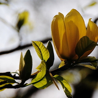 YELLOWBIRD MAGNOLIA