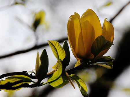 YELLOWBIRD MAGNOLIA - leaves, flower, yellow, green