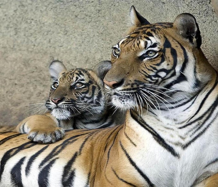 Tiger and cub. - cub, animal, tiger, cat, wild