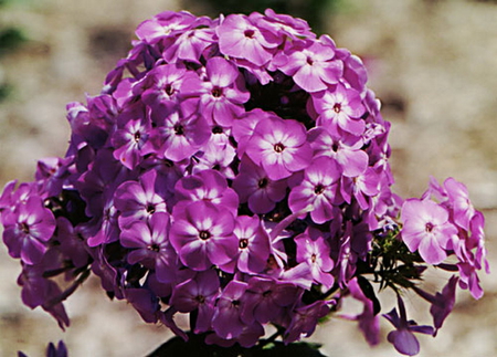 PHLOX - plant, purple, flowers, pretty