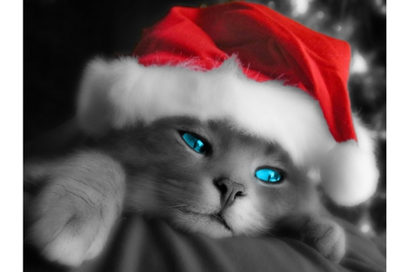 cat dress in santa - hat, santa, kitten, red, nice cute, cat, animals, kitty