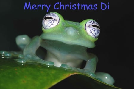 For GREENFROGGY1 - greetings, christmas, frog, eyes