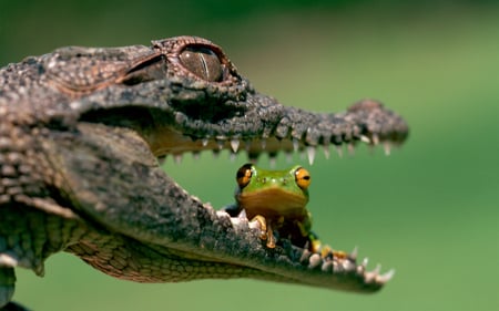 Make It Snappy - mouth, reptil, alligator, frog, eyes, animal, food