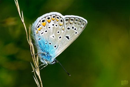 polyommatus_icarus - butterfly, animal, photography, wings