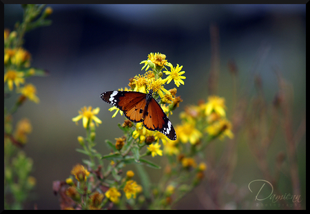 butterfly and flowers