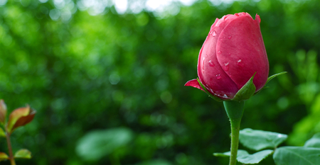 v_flwr. - nature, 3d, wet, flower, tulip