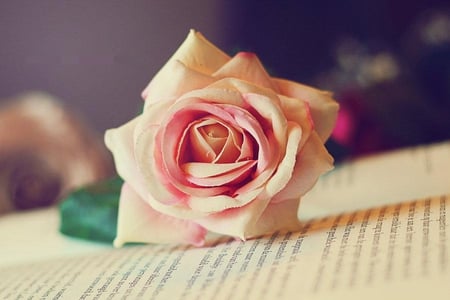 Love_story - love, pink, 3d, rose, book, flower