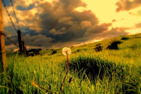 Lonely Dandelion - dandelion, lonely, flower, nature