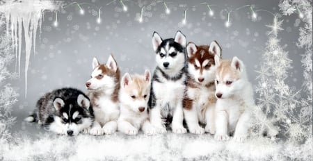 Snow Dogs - husky, christmas, dog, snow