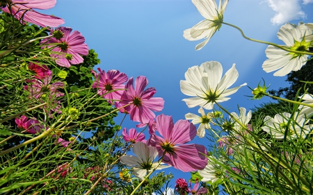 Flowers - flowers, colorful, nature, 1080p, color, flower