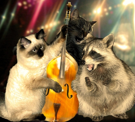 Live in Concert... - cats, live, concert, animals