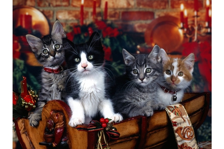 Cute kittens waiting for Santa - nice, animals, cats, kitty, funny, cute, christmas, kitten