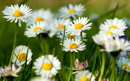 Wild flowers - nature, wild, day, sunny, flowers, spring