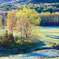 morning frost