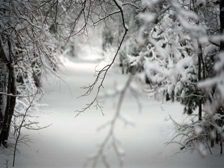 To Walk in Beauty - black and white, beauty, winter, nature