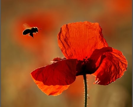 Symbiosis - flowers, bee, poppy, nature, red, symbiosis