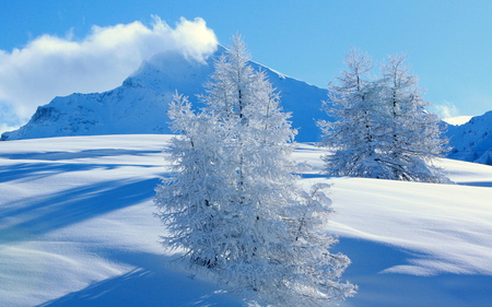 Snow Tree - christmas, winter, snow, mountain, tree