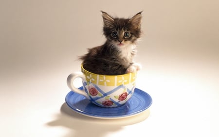 Cute kitten - kitten, cute, little, adorable, cup