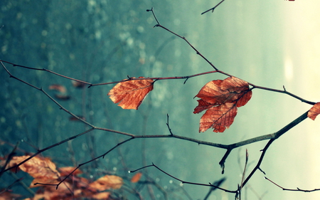 Autumn Leaves - winter, leaf, tree, autumn