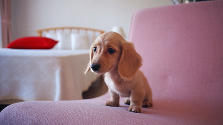 Cute Puppy - cute, dog, little, puppy