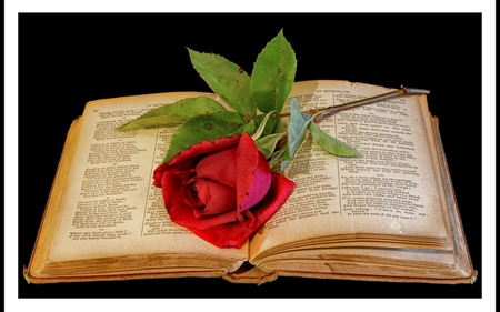 Book Marker - still life, rose, red, book marker