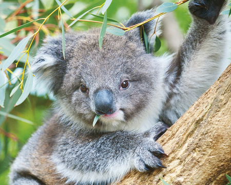 Koala Up A Tree