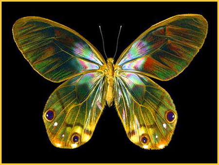 Simply beautiful - black background, wings, butterfly, glasswing, beauty, colors