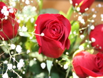 red roses