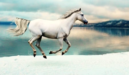 Horse - white, horses, animals, snow, water