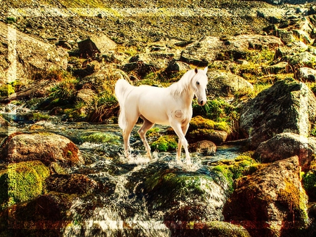 Horse In River - horses, water, animals, river