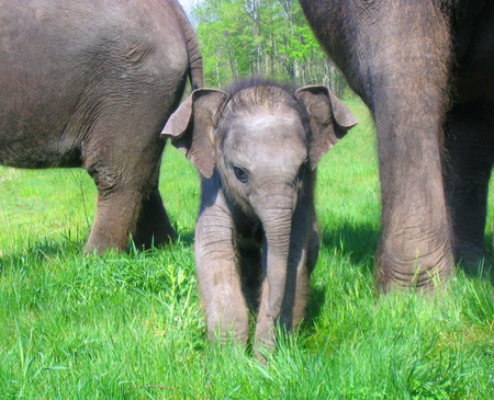 You're a big baby - elephant, grey, baby, green, grass