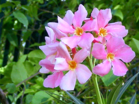 Pink flowers