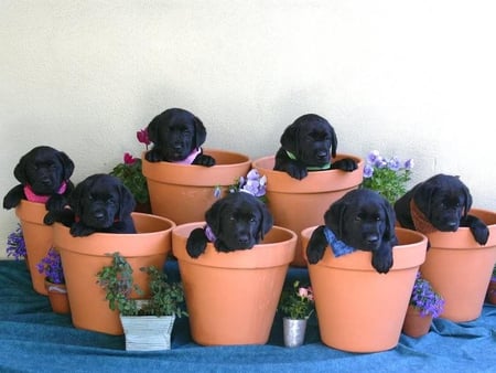 All In The Pots - ground, dog, pots, flower