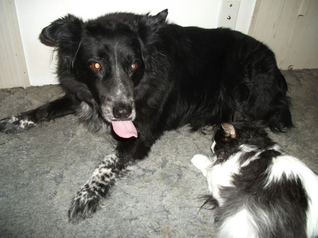 Dog and cat - cat, and, dog, lick, funny, pets