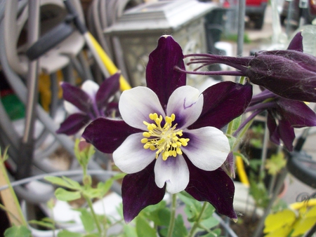 Purple Columbine - blooms, purple, flower, columbine