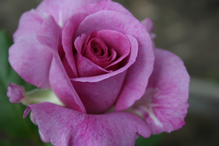 Purple rose - rose, purple, blossom, soft