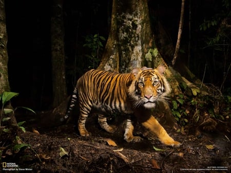 TIGERR - nature, stalking, forest, tiger