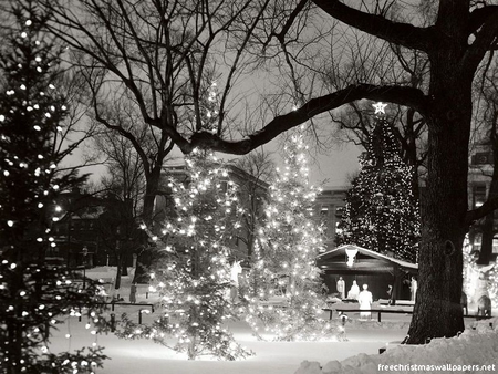 Christmas Lights - black, trees, white, winter, lights, nativity, buildings