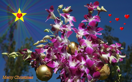 Christmas Orchids - orchids, nature, holidays, flowers, other, christmas