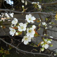 Pear Blossoms.