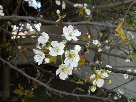 Pear Blossoms. - pear, white, branch, leaves