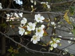 Pear Blossoms.