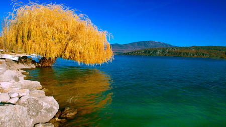 Awesome Tree  - yellow, blue, beautiful, tree, river, awesome, green, rocks, bank