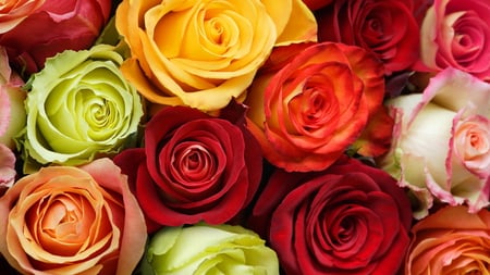 Roses for my lovely friends - roses, yellow, beautiful, red, green, bunch, orange