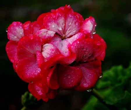 Flowers and Raindrops.. - pretty, flowers, raindrops, lonely