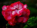 Flowers and Raindrops..