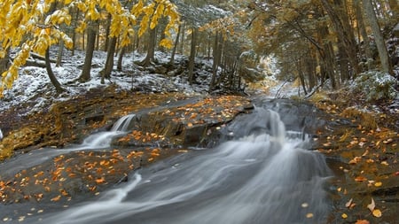 Soft Stream - trees, beautiful, stream, forest, foliage