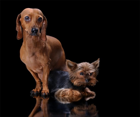 TWO BEST FRIENDS - pets, canine, best, dogs, cute, puppies, friends, two